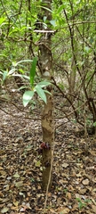 Sapranthus palanga