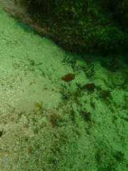 Brachaluteres jacksonianus