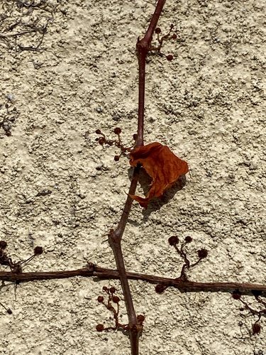 Parthenocissus tricuspidata