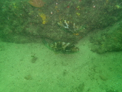 Scobinichthys granulatus