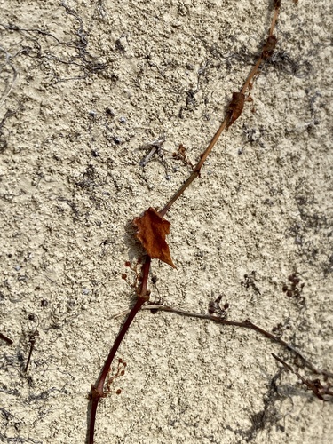 Parthenocissus tricuspidata