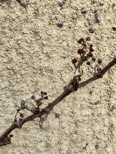 Parthenocissus tricuspidata