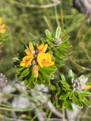 Pultenaea myrtoides