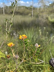 Pultenaea myrtoides
