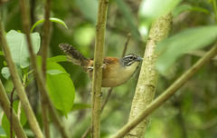 Pheugopedius genibarbis