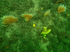 Sphaerokodisis australis
