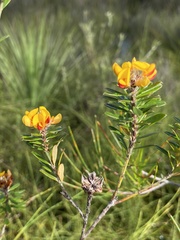 Pultenaea myrtoides