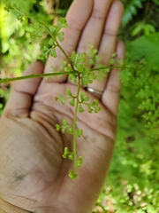 Odontosoria aculeata