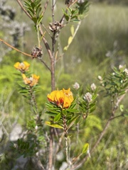 Pultenaea myrtoides