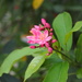 Jatropha pandurifolia - Photo (c) Sunnetchan, alguns direitos reservados (CC BY-NC-ND), uploaded by Sunnetchan