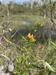 Pultenaea myrtoides