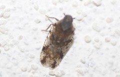 Cixiosoma bonaerense