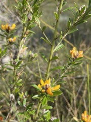 Pultenaea myrtoides