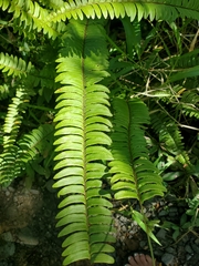 Nephrolepis rivularis