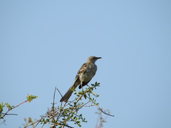 Mimus polyglottos image