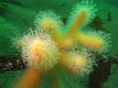 Alcyonium digitatum