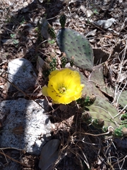 Opuntia decumbens