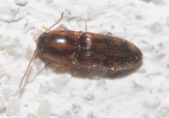 Conoderus bellus