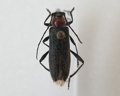 Pronocera collaris