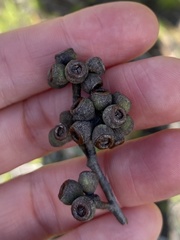 Eucalyptus conglomerata