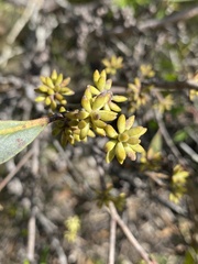 Eucalyptus conglomerata