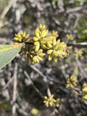 Eucalyptus conglomerata
