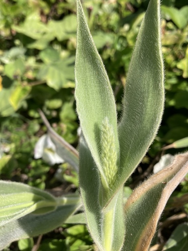 Panicum torridum