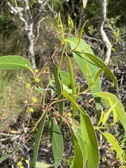 Eucalyptus conglomerata