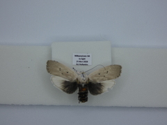 Cryptophasa balteata