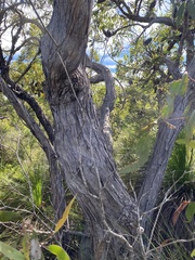 Eucalyptus conglomerata