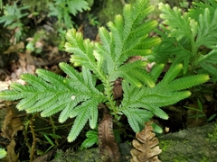 Selaginella plana