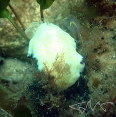Goniobranchus aureopurpureus