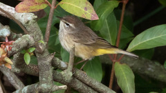 Setophaga palmarum