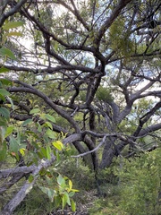 Eucalyptus conglomerata