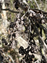 Eucalyptus conglomerata
