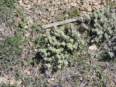 Teucrium gnaphalodes