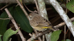 Setophaga palmarum