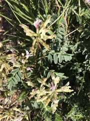 Astragalus cibarius
