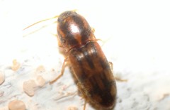 Conoderus bellus