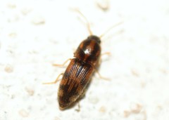 Conoderus bellus