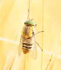Scaptia patula