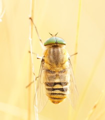 Scaptia patula