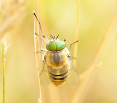 Scaptia patula