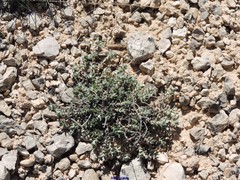 Helianthemum oelandicum