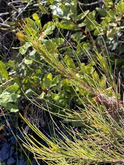 Allocasuarina emuina