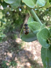 Eristalis tenax