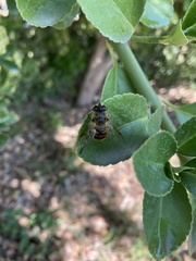 Eristalis tenax