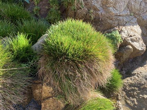 Slender Club-rush foliage