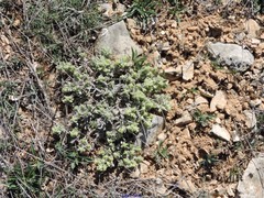 Teucrium gnaphalodes