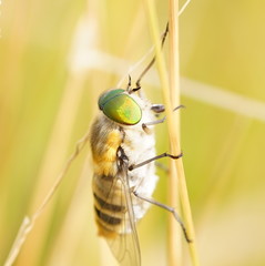 Scaptia patula
